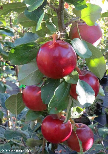 Malus domestica 'Oserelije Moskau' pilariomenapuu